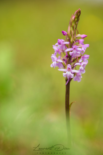 Orchis moucheron (Gymnadenia conopsea).